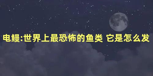 电鳗:世界上最恐怖的鱼类 它是怎么发电的